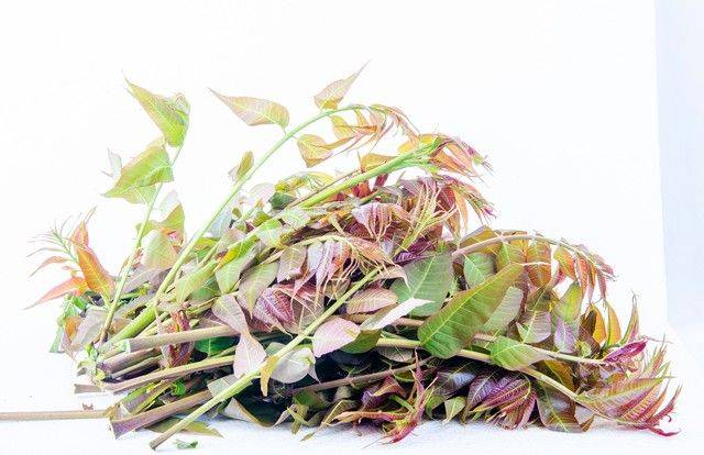 香椿种植技术视频