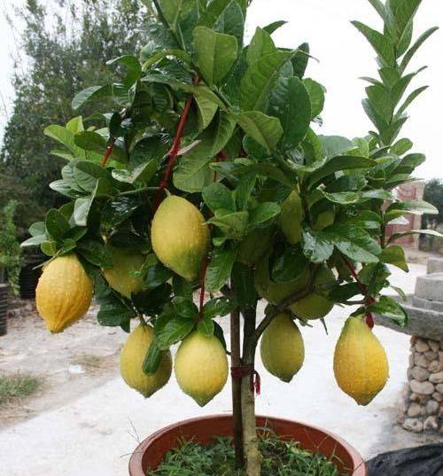 招财树的种植方法