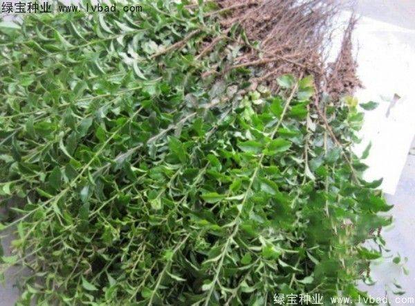 金弹子种植技术