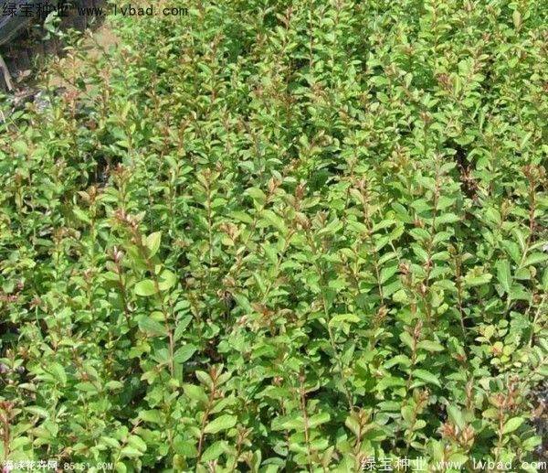 金弹子种植技术