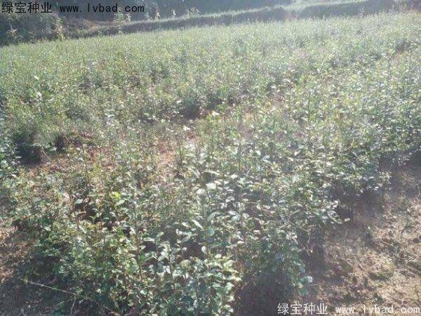 金弹子种植技术