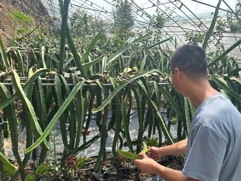 北方*龙果种植方法视频