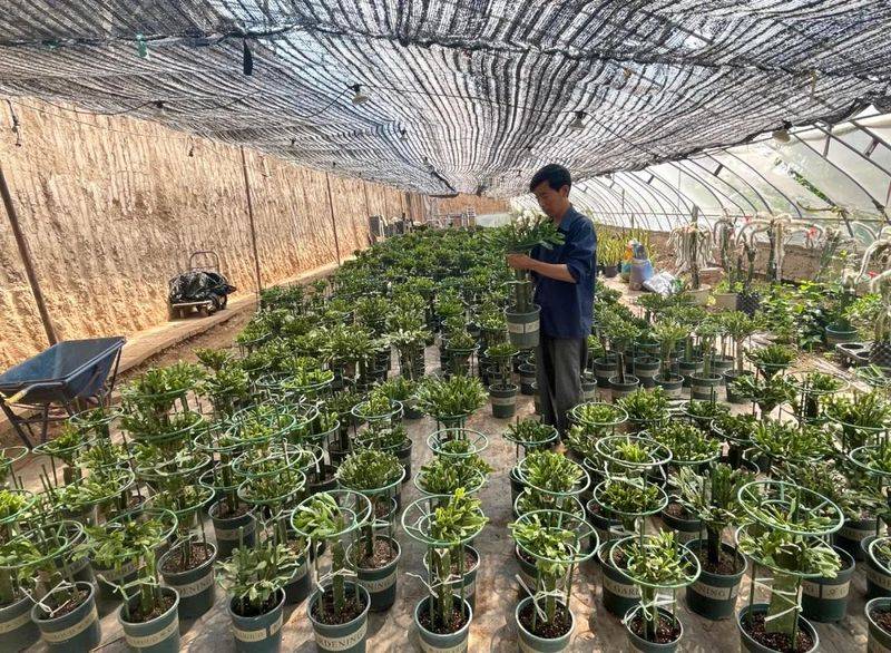 北方*龙果种植方法视频