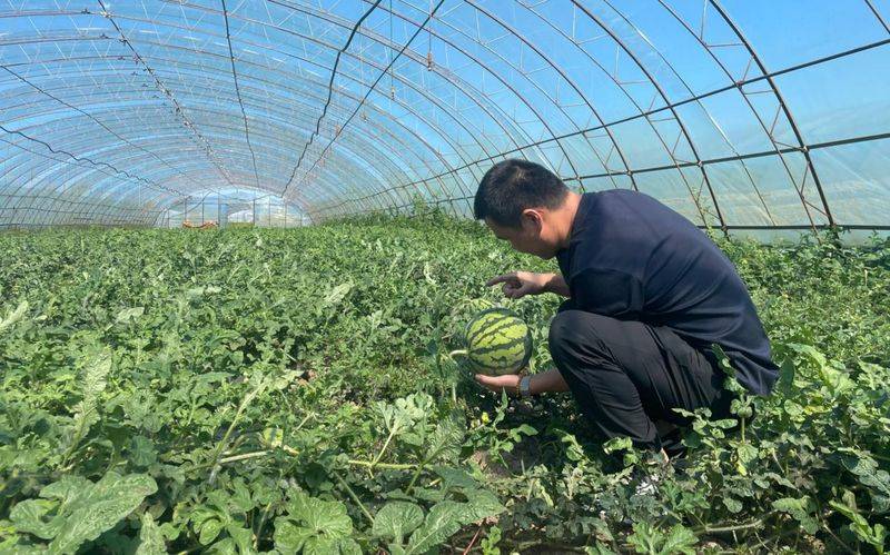 六安大棚蔬菜种植技术