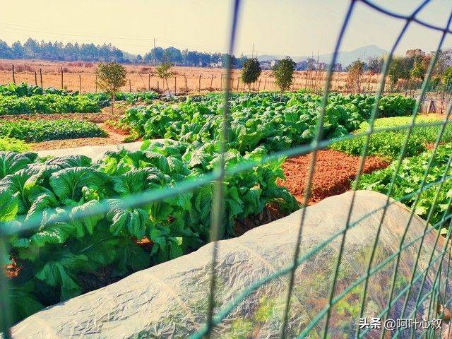 六安大棚蔬菜种植技术