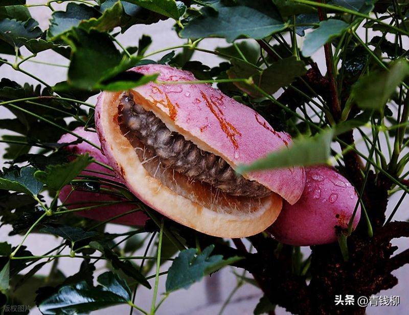 高效种植技术