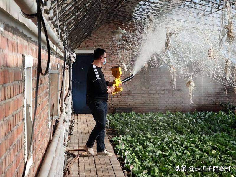 六安大棚蔬菜种植技术