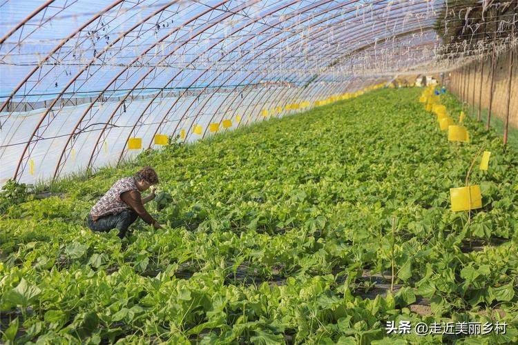 六安大棚蔬菜种植技术
