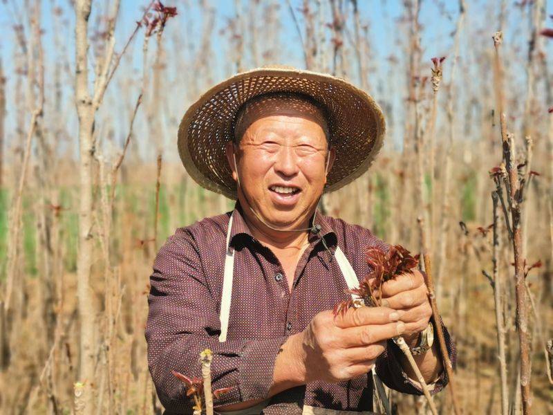 香椿种植技术视频
