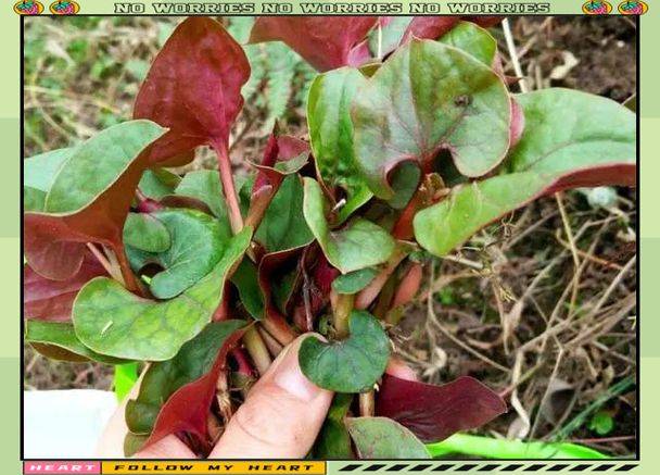 Collapse plant technology