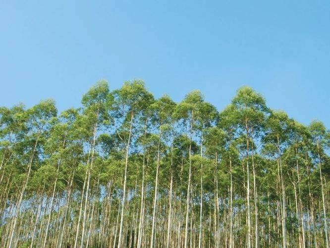 咖啡种植技术