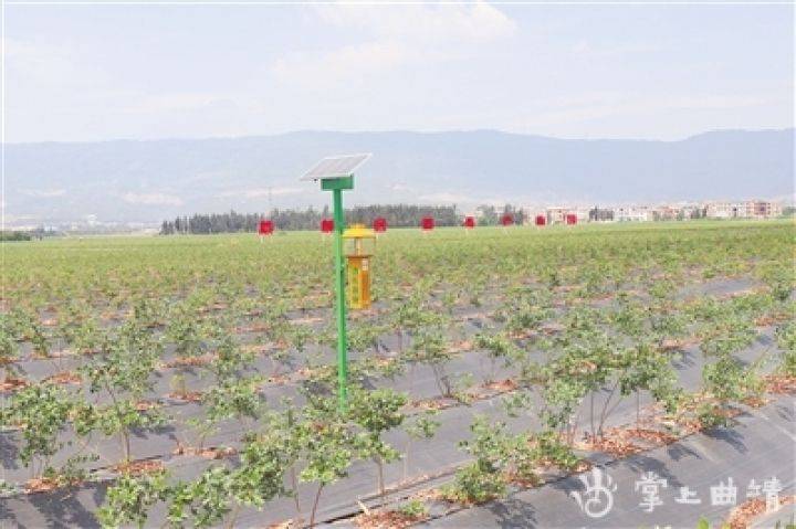 佳沃蓝莓种植技术