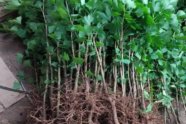 银杏树的种植方法