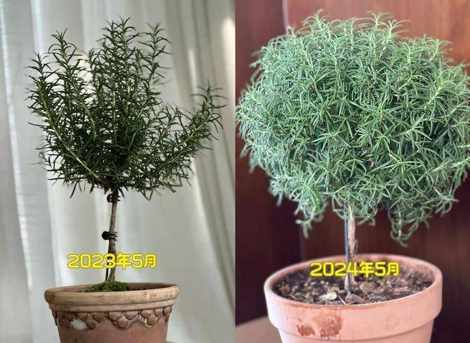 迷迭香盆栽种植方法