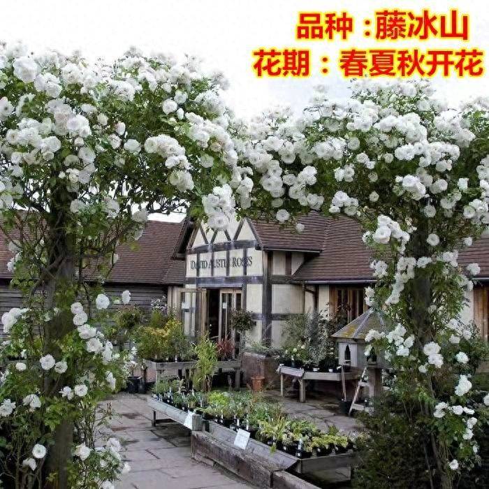 垂丝海棠种植方法