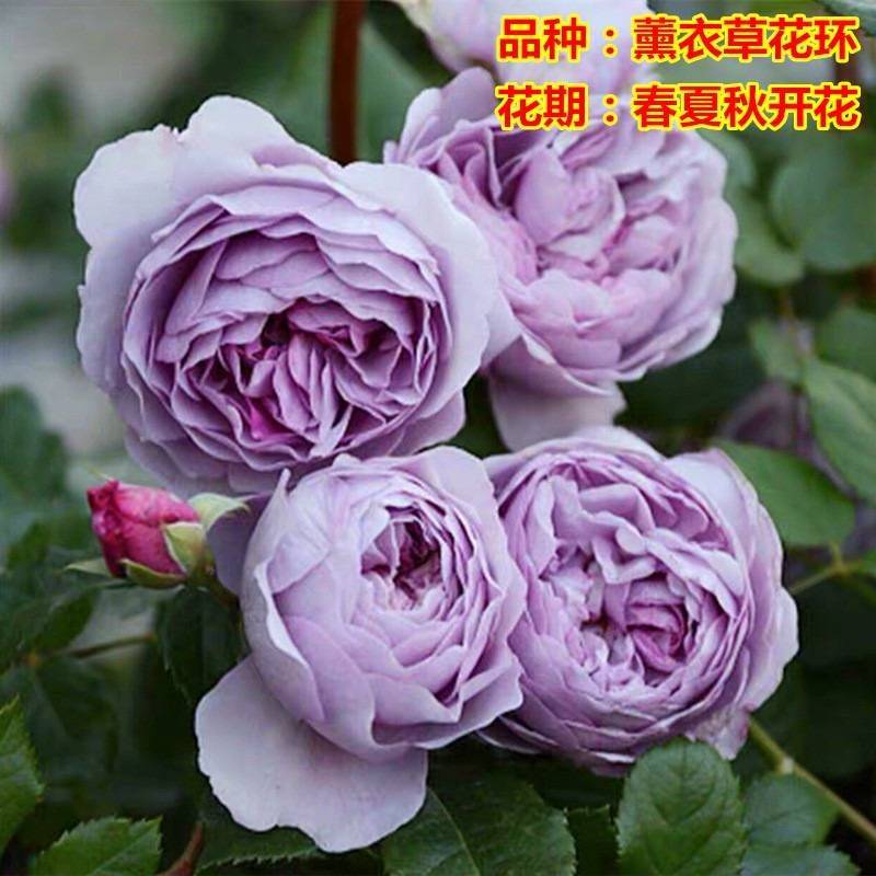 垂丝海棠种植方法