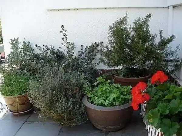 迷迭香盆栽种植方法