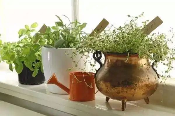 迷迭香盆栽种植方法