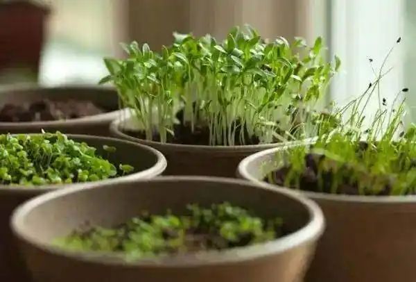 迷迭香盆栽种植方法