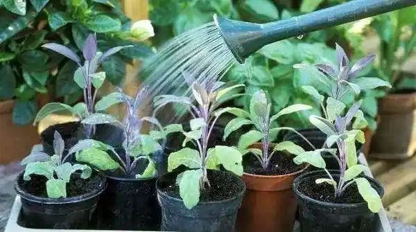 迷迭香盆栽种植方法