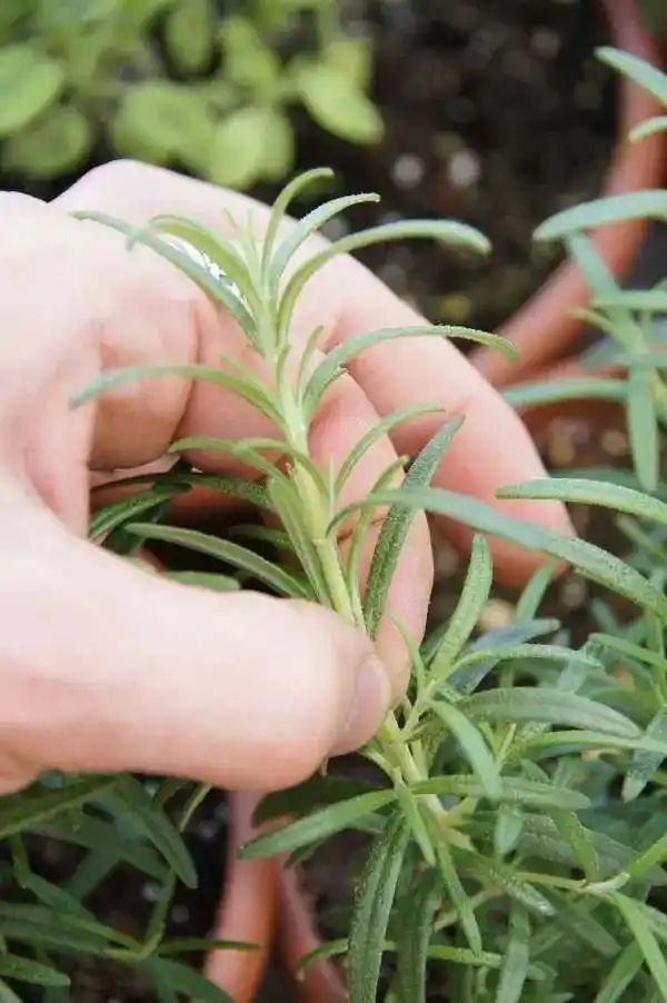 迷迭香盆栽种植方法