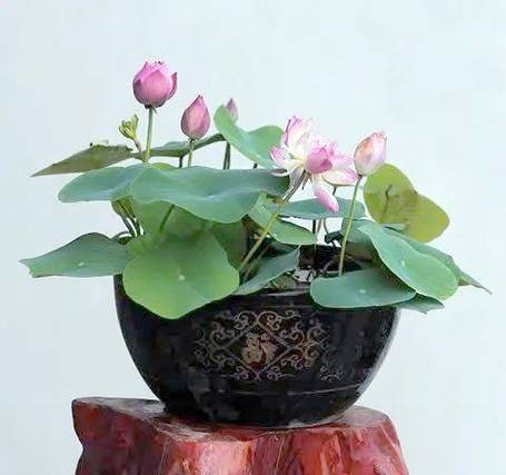 盆栽荷花种植方法