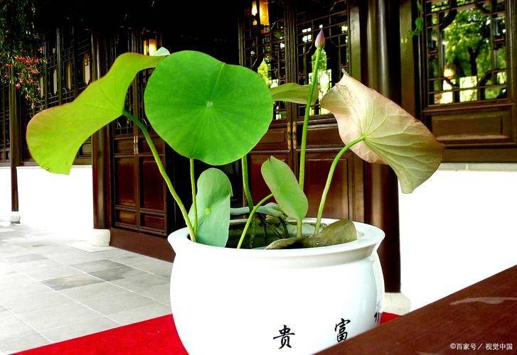 盆栽荷花种植方法