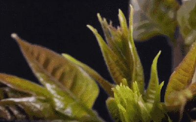 盆栽鱼腥草种植方法