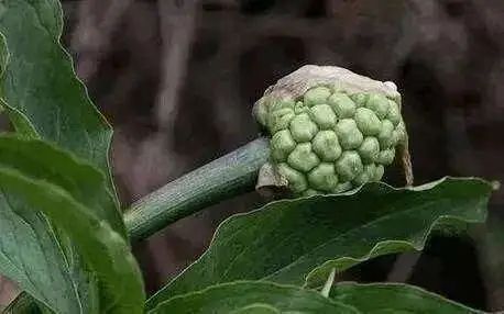 盆栽鱼腥草种植方法