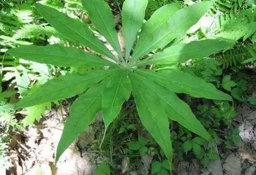 盆栽鱼腥草种植方法