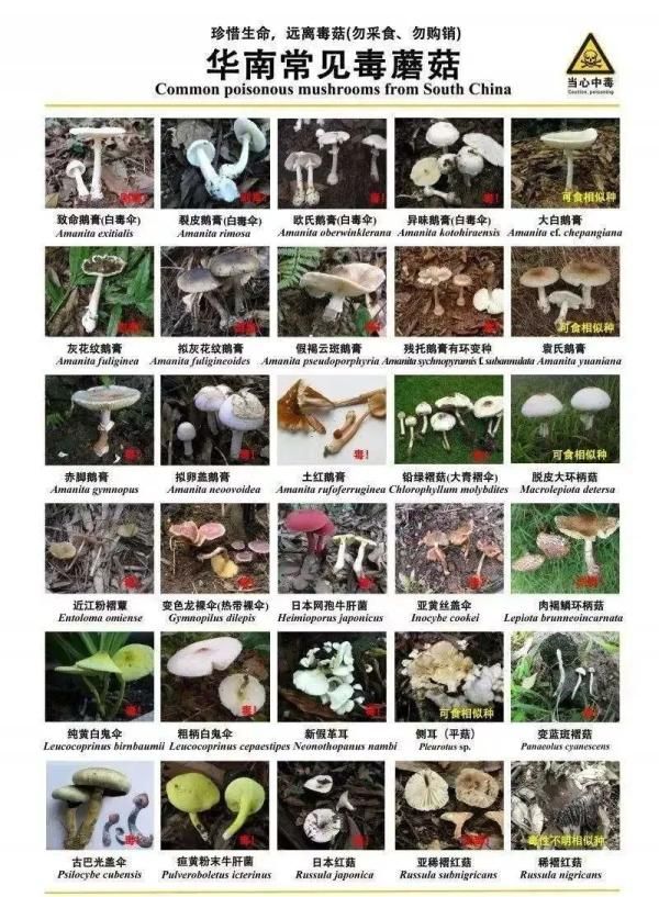 盆栽鱼腥草种植方法