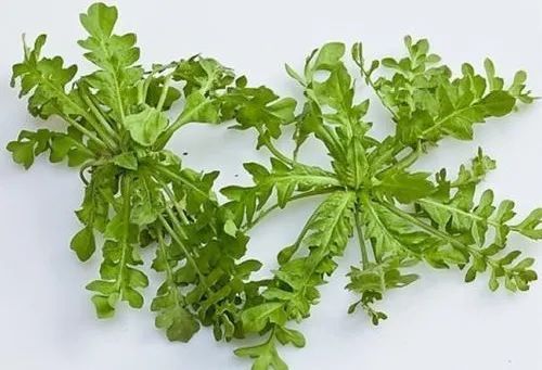 盆栽鱼腥草种植方法