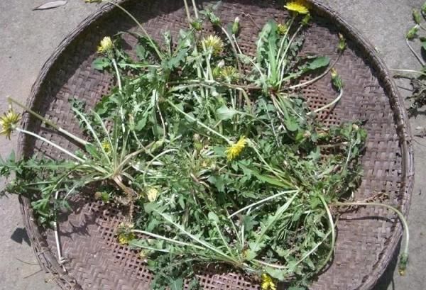 盆栽鱼腥草种植方法