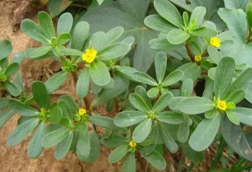 盆栽鱼腥草种植方法