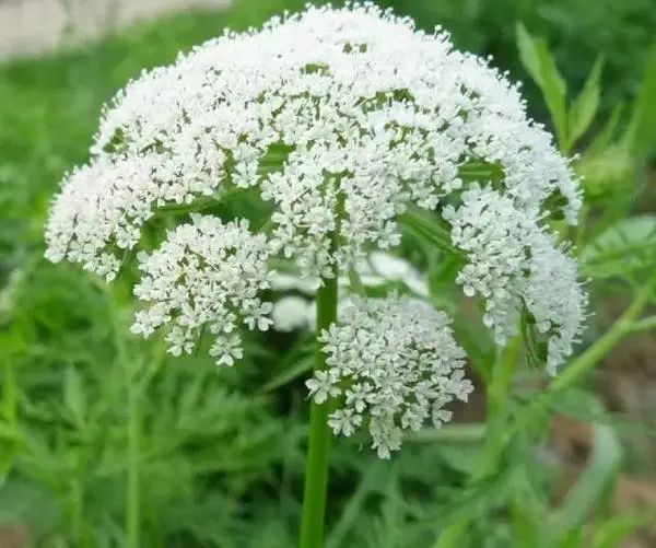 盆栽鱼腥草种植方法