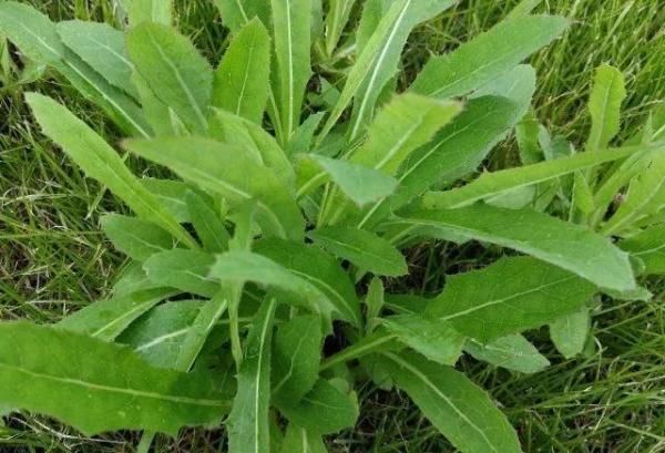 盆栽鱼腥草种植方法