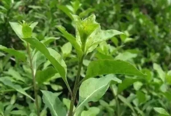 盆栽鱼腥草种植方法
