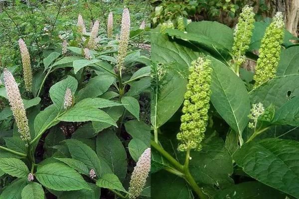 盆栽鱼腥草种植方法