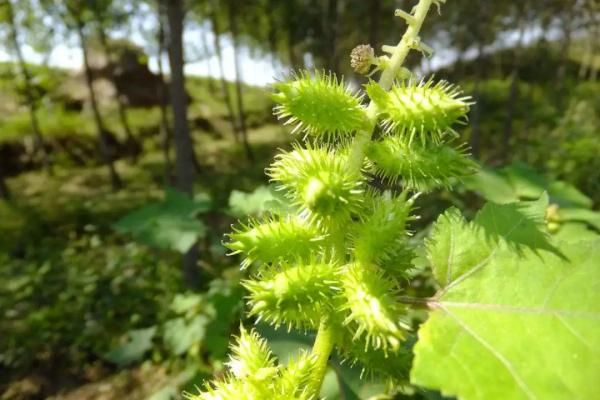 盆栽鱼腥草种植方法