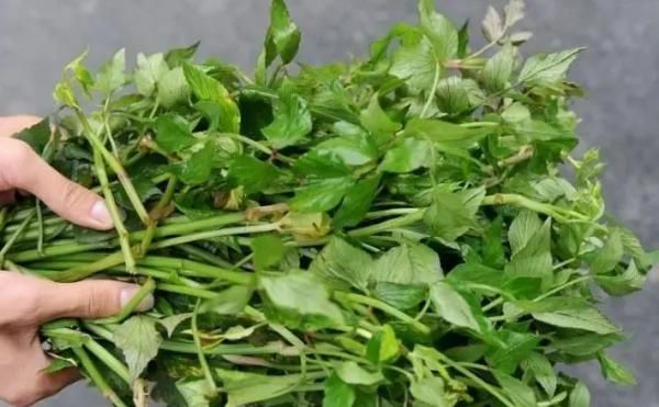 盆栽鱼腥草种植方法