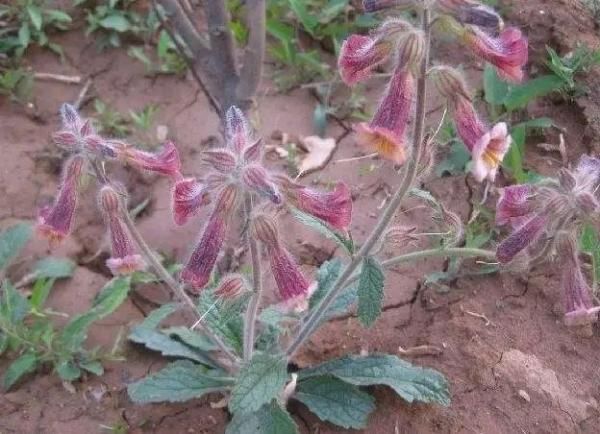 盆栽鱼腥草种植方法