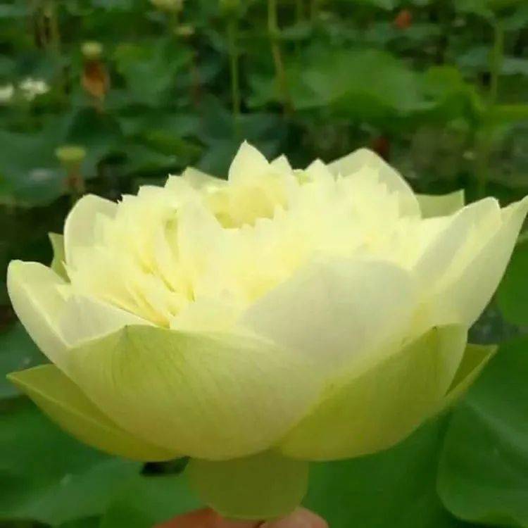 盆栽荷花种植方法