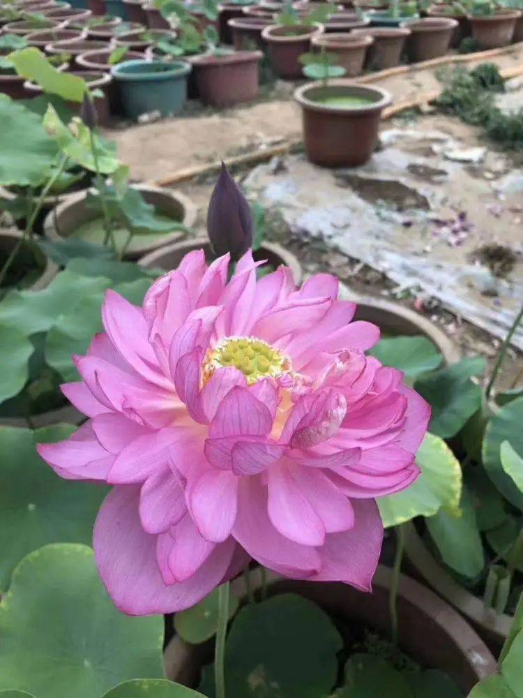 盆栽荷花种植方法
