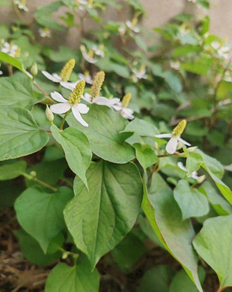 盆栽鱼腥草种植方法