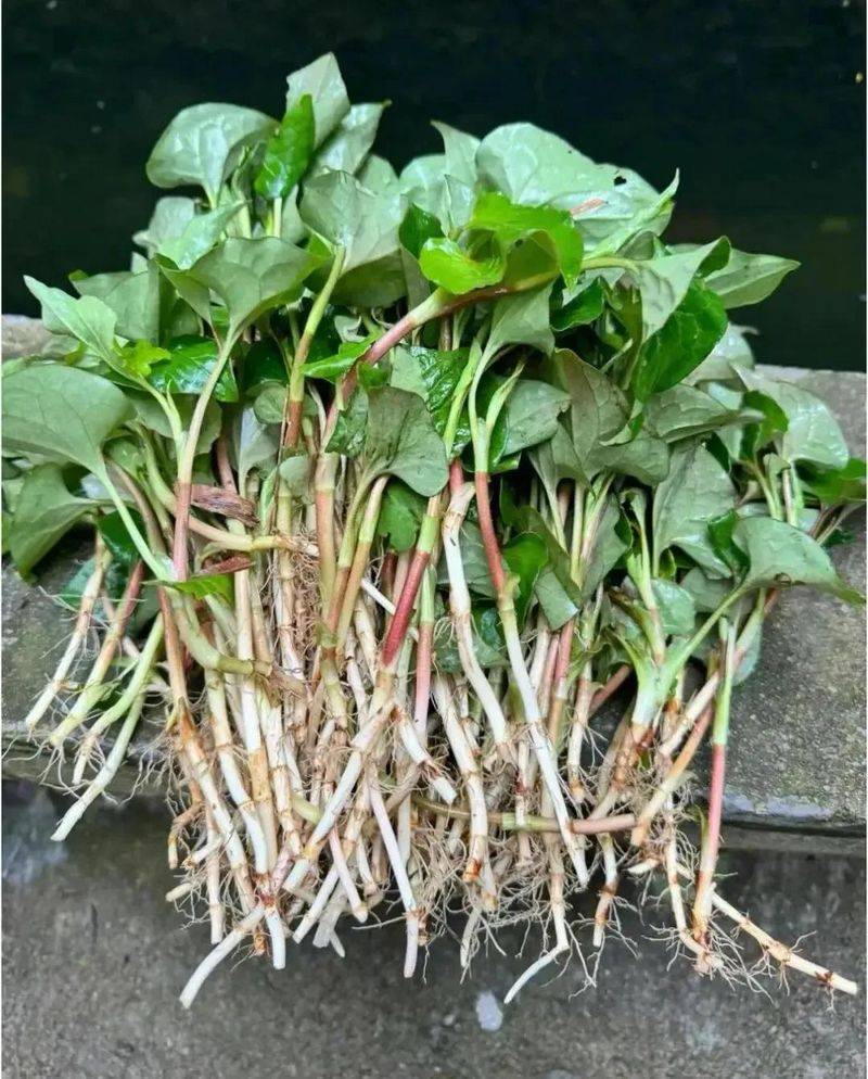 盆栽鱼腥草种植方法
