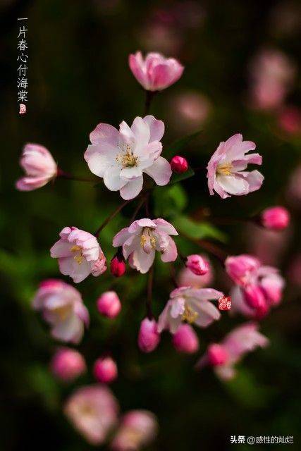 垂丝海棠种植方法