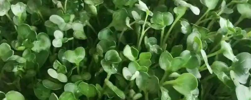 香春芽苗菜的种植方法