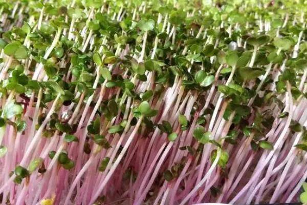香春芽苗菜的种植方法