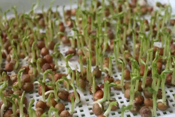 香春芽苗菜的种植方法