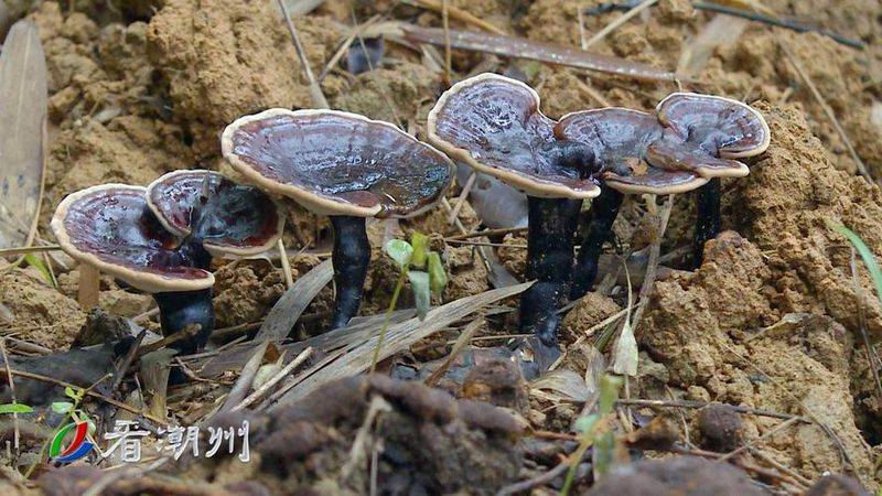 润昌农商银行：为灵芝种植户撑起“致富伞”